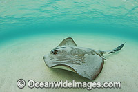 Cowtail Stingray Photo - Gary Bell