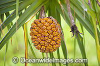 Pandanas Palm seed pod Photo - Gary Bell