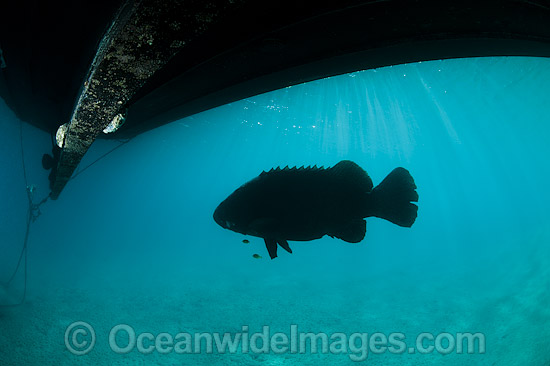 Queensland Groper Epinephelus lanceolatus photo Queensland Groper Epinephelus lanceolatus photo