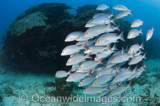 Snapper Heron Island photo Snapper Heron Island photo