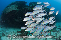 Snapper Heron Island Photo - Gary Bell