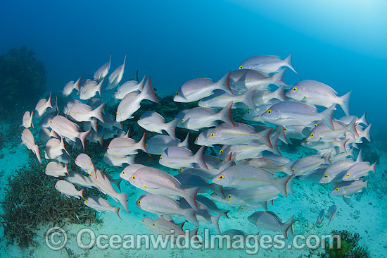 Snapper Heron Island photo Snapper Heron Island photo