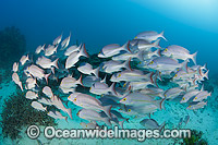 Snapper Heron Island Photo - Gary Bell