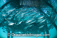 Big-eye Trevally under jetty Photo - Gary Bell
