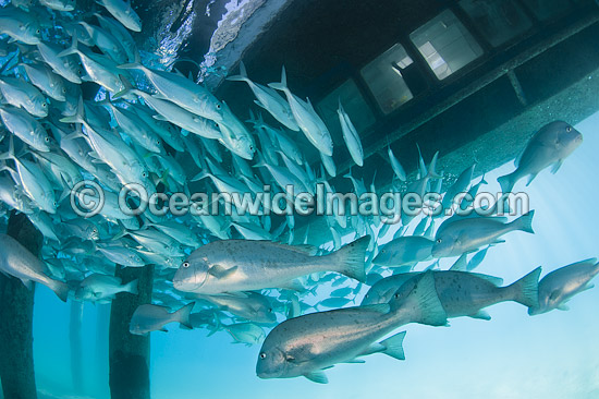 Big-eye Trevally around jetty pylons photo