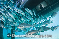 Big-eye Trevally around jetty pylons Photo - Gary Bell