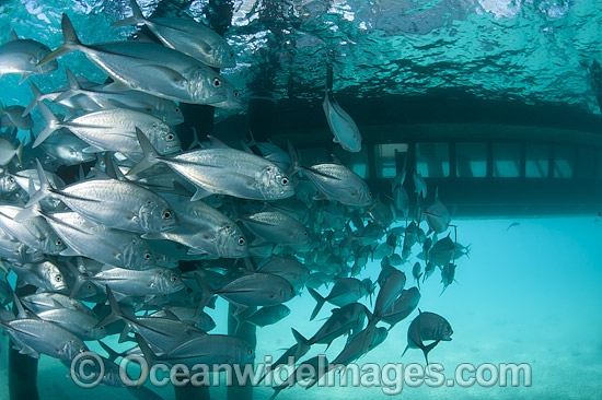 Big-eye Trevally under jetty photo Big-eye Trevally under jetty photo