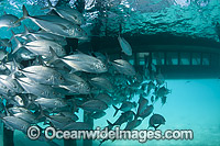 Big-eye Trevally under jetty Photo - Gary Bell
