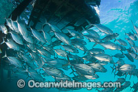 Big-eye Trevally around jetty pylons Photo - Gary Bell