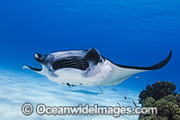 Reef Manta Ray Cocos Island Photo - Karen Willshaw