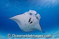 Reef Manta Ray Cocos Island Photo - Karen Willshaw