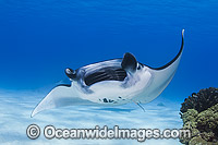 Reef Manta Ray Manta alfredi Photo - Karen Willshaw
