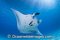 Reef Manta Ray Cocos Island Photo - Karen Willshaw
