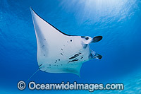 Reef Manta Ray Manta alfredi Photo - Karen Willshaw