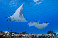 Reef Manta Rays Cocos Island Photo - Karen Willshaw