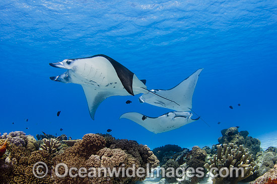 Reef Manta Rays Cocos Island photo