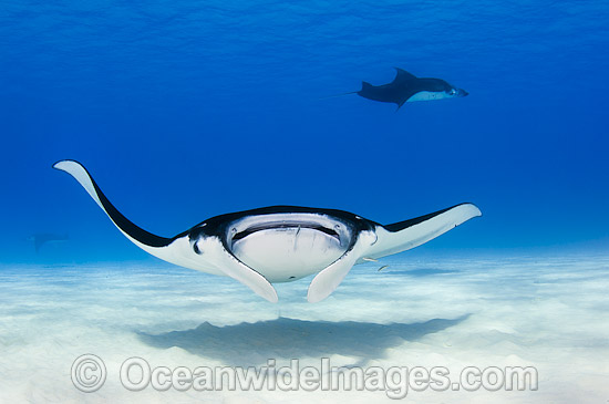 Reef Manta Rays Manta alfredi photo