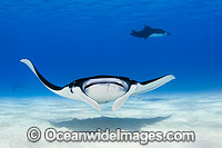 Reef Manta Rays Manta alfredi Photo - Karen Willshaw