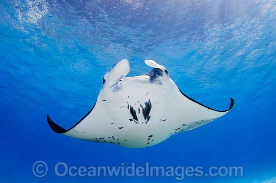 Reef Manta Ray Cocos Island photo