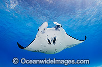 Reef Manta Ray Cocos Island Photo - Karen Willshaw