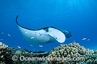 Reef Manta Ray Cocos Island Photo - Karen Willshaw