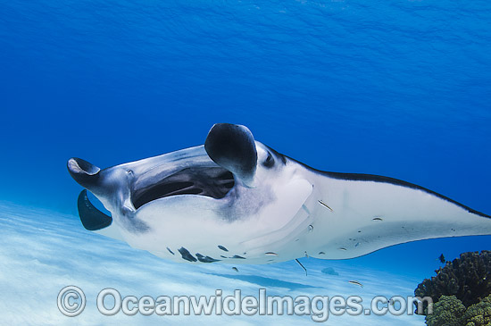 Reef Manta Ray Manta alfredi photo