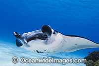 Reef Manta Ray Manta alfredi Photo - Karen Willshaw