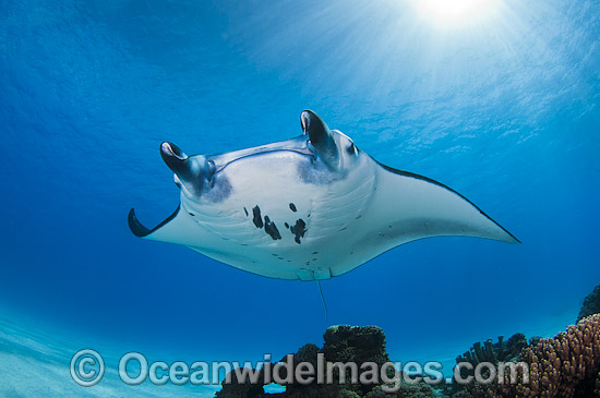 Reef Manta Ray Cocos Island photo