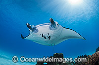 Reef Manta Ray Cocos Island Photo - Karen Willshaw