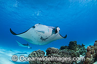 Reef Manta Rays Cocos Island Photo - Karen Willshaw