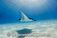 Reef Manta Ray Manta alfredi Photo - Karen Willshaw