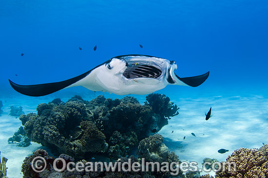 Reef Manta Ray Cocos Island photo