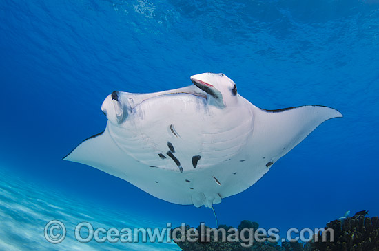Reef Manta Ray Cocos Island photo