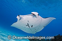 Reef Manta Ray Cocos Island Photo - Karen Willshaw