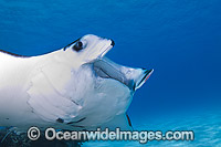 Reef Manta Ray Manta alfredi Photo - Karen Willshaw