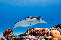 Reef Manta Ray Manta alfredi Photo - Karen Willshaw