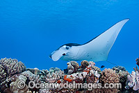 Reef Manta Ray Cocos Island Photo - Karen Willshaw