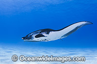Reef Manta Ray Manta alfredi Photo - Karen Willshaw