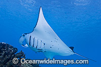 Reef Manta Ray Cocos Island Photo - Karen Willshaw