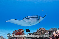 Reef Manta Ray Cocos Island Photo - Karen Willshaw