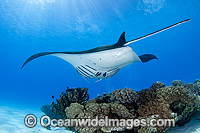 Reef Manta Ray Cocos Island Photo - Karen Willshaw