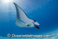 Reef Manta Ray Manta alfredi Photo - Karen Willshaw