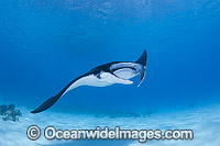Reef Manta Ray Cocos Island Photo - Karen Willshaw