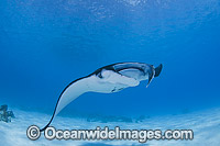 Reef Manta Ray Cocos Island Photo - Karen Willshaw