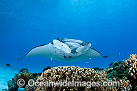 Reef Manta Ray Cocos Island Photo - Karen Willshaw
