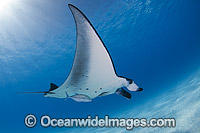 Reef Manta Ray Cocos Island Photo - Karen Willshaw