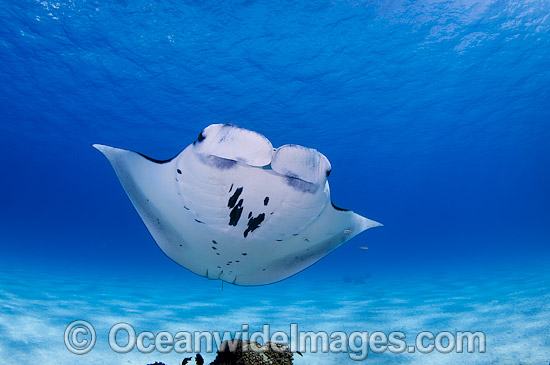 Reef Manta Ray Manta alfredi photo