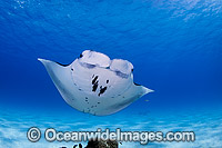 Reef Manta Ray Manta alfredi Photo - Karen Willshaw
