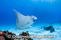 Reef Manta Ray Cocos Island Photo - Karen Willshaw