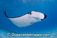 Reef Manta Ray Cocos Island Photo - Karen Willshaw